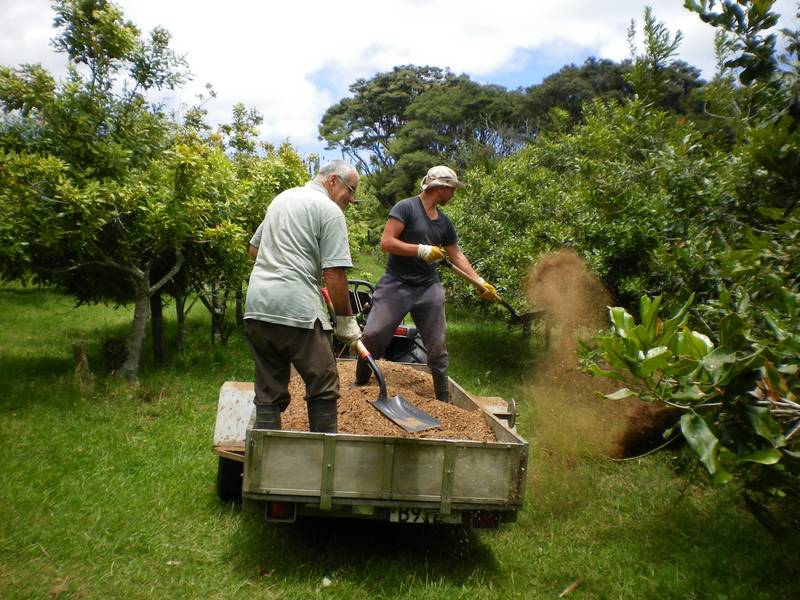two men standing in trailer, shovelling nut husks inside to around macadamia nut trees
