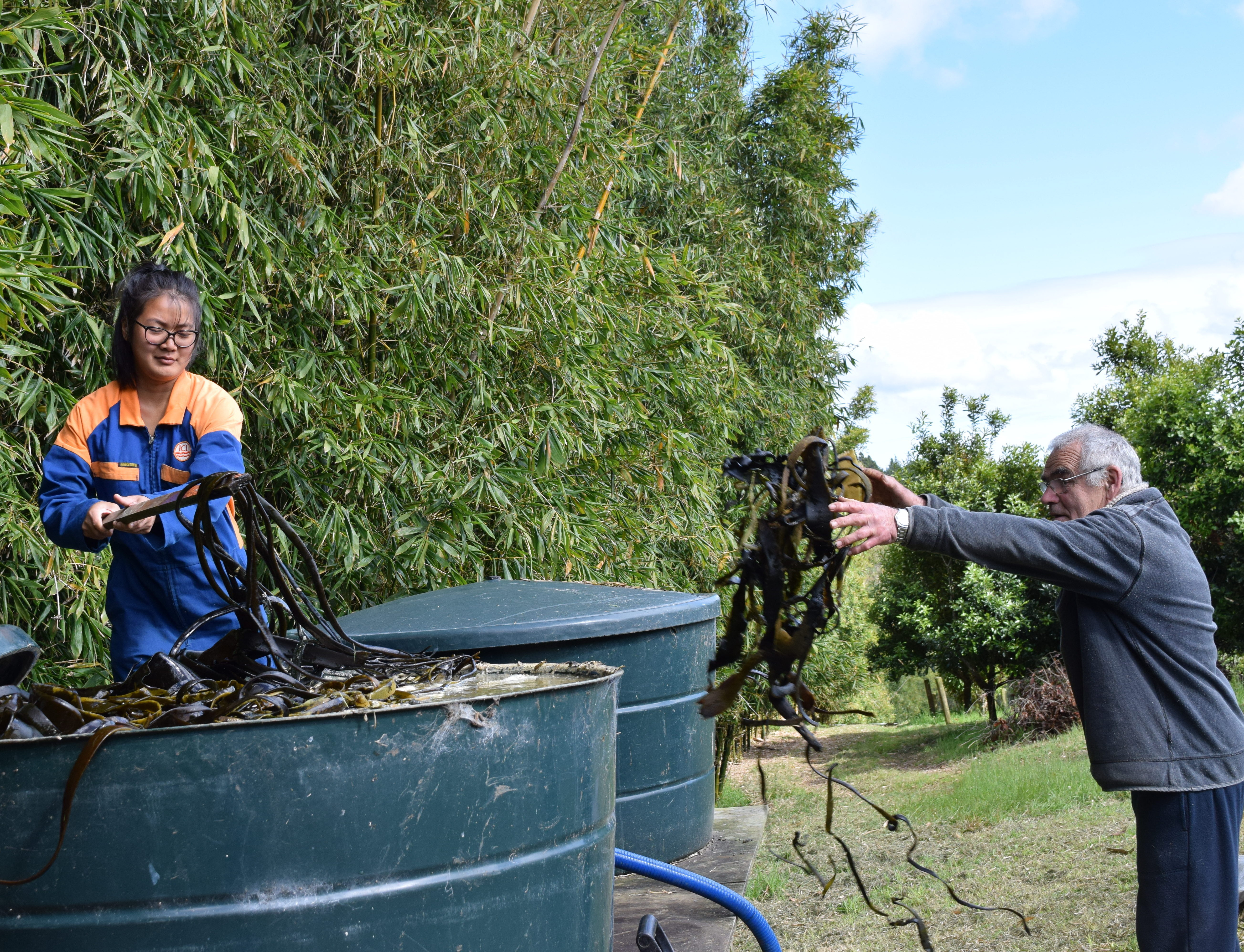 black-haired girl and white-haired man putting seaweed in big vat