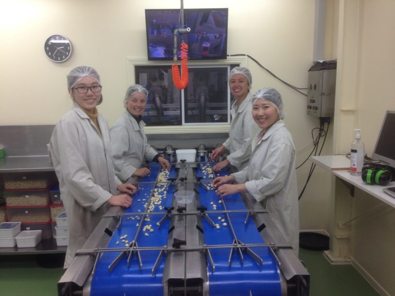 four girls wearing white coats, processing macadamia nuts on conveyor belt
