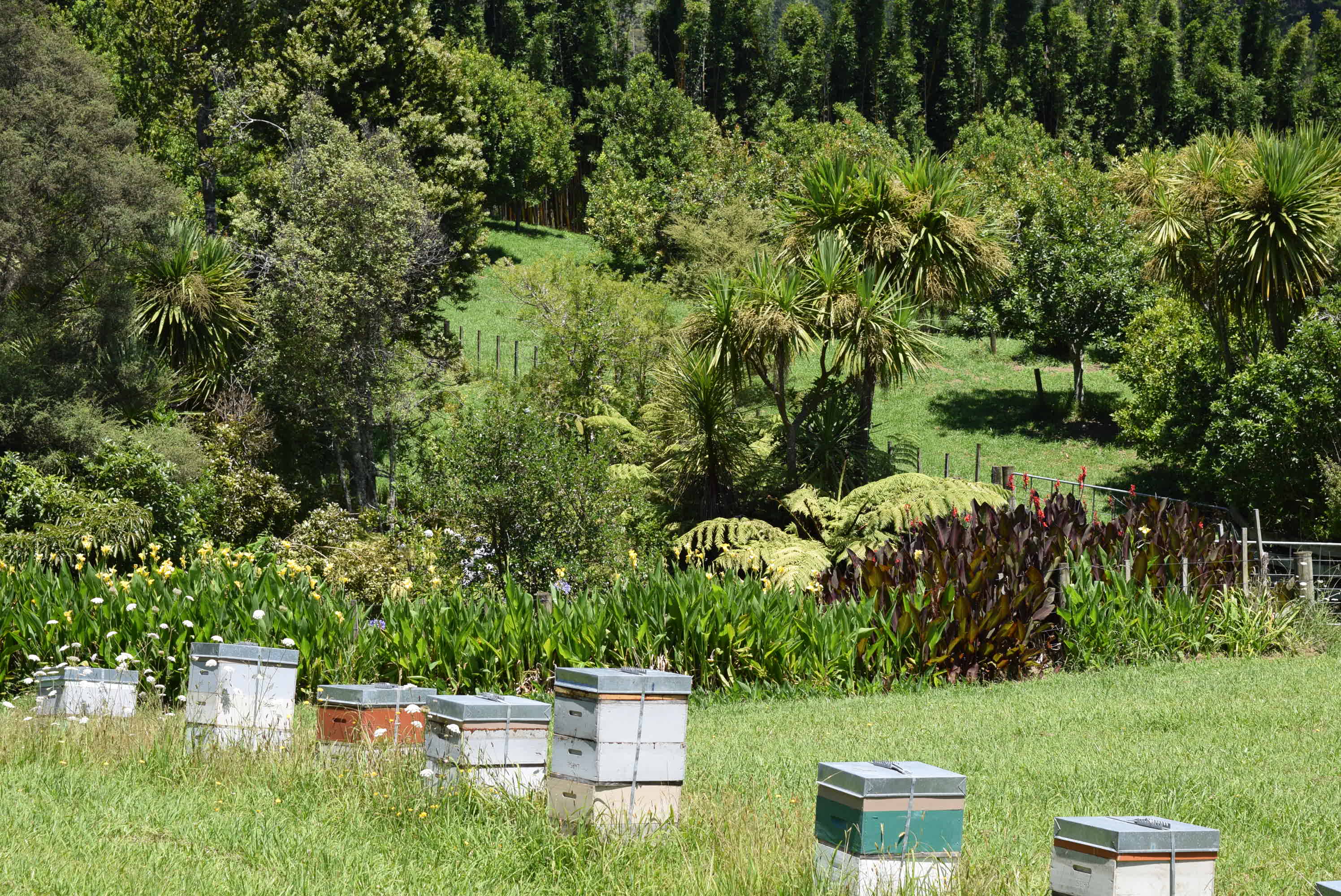 Beehives 2 DSC_0096