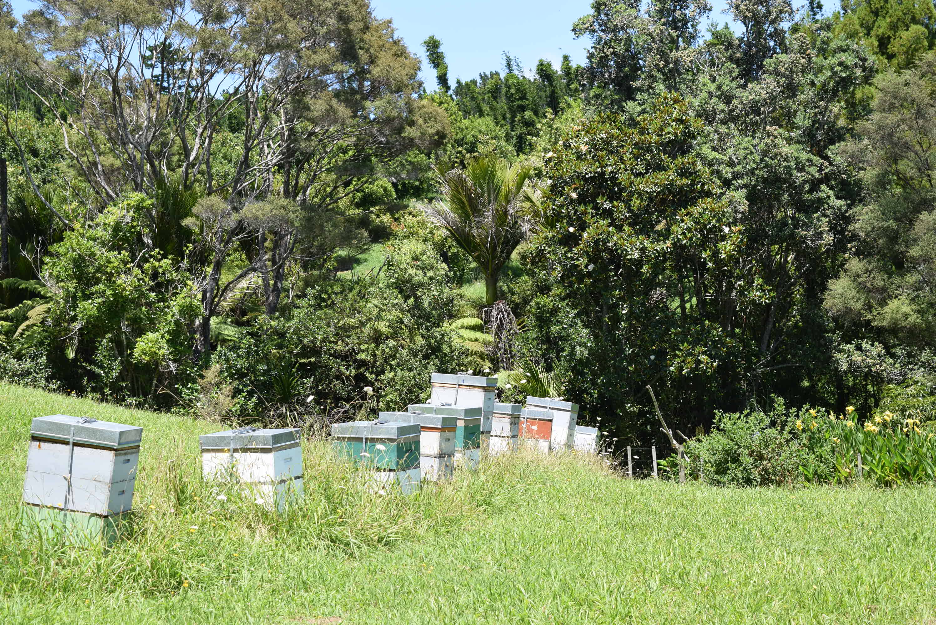 Beehives DSC_0094
