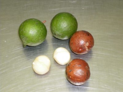 macadamia nuts with husk, macadamia nuts with shells, and macadamia nut kernels