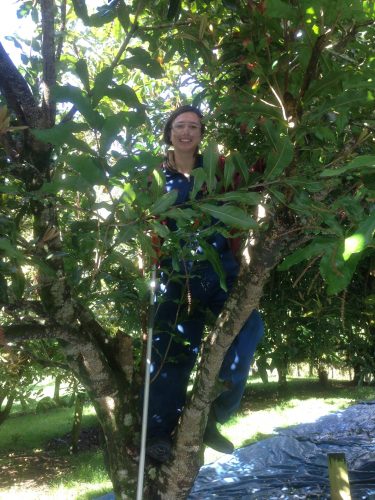 brunette girl wearing blue jumpsuit standing in macadamia nut tree