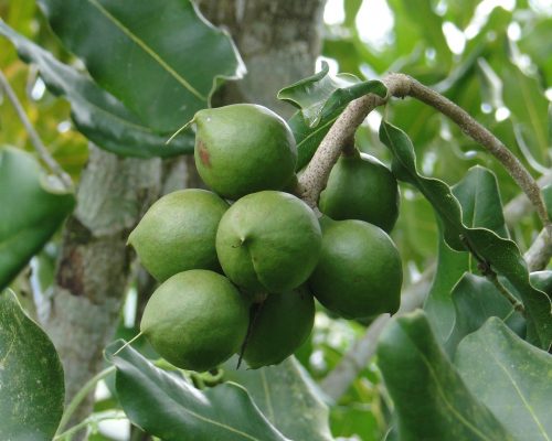cluster of macadamia nuts on tree branch